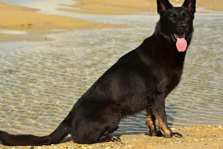 A quelle fréquence travailler son chien ?