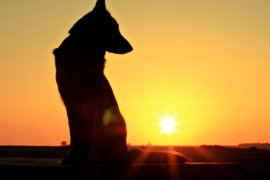 Quand faire appel à un éducateur canin ?