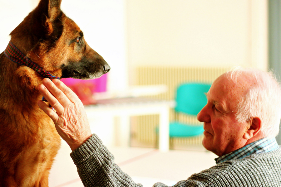 Le chien médiateur