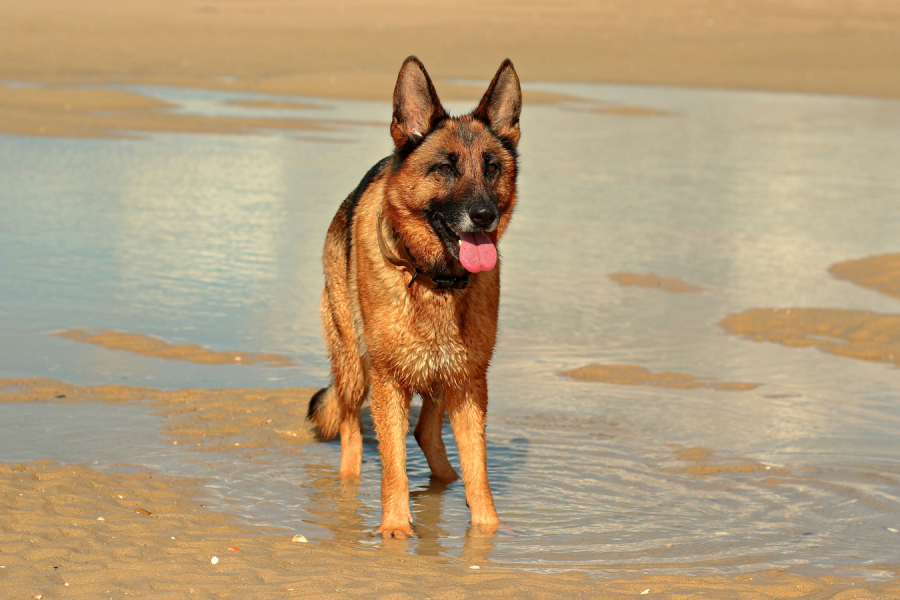 Pourquoi éduquer mon chien ?