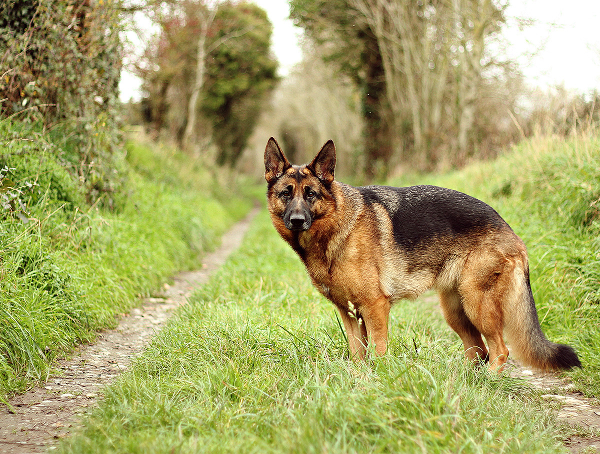 Service de pet sitting à Montmartin-sur-mer (50)