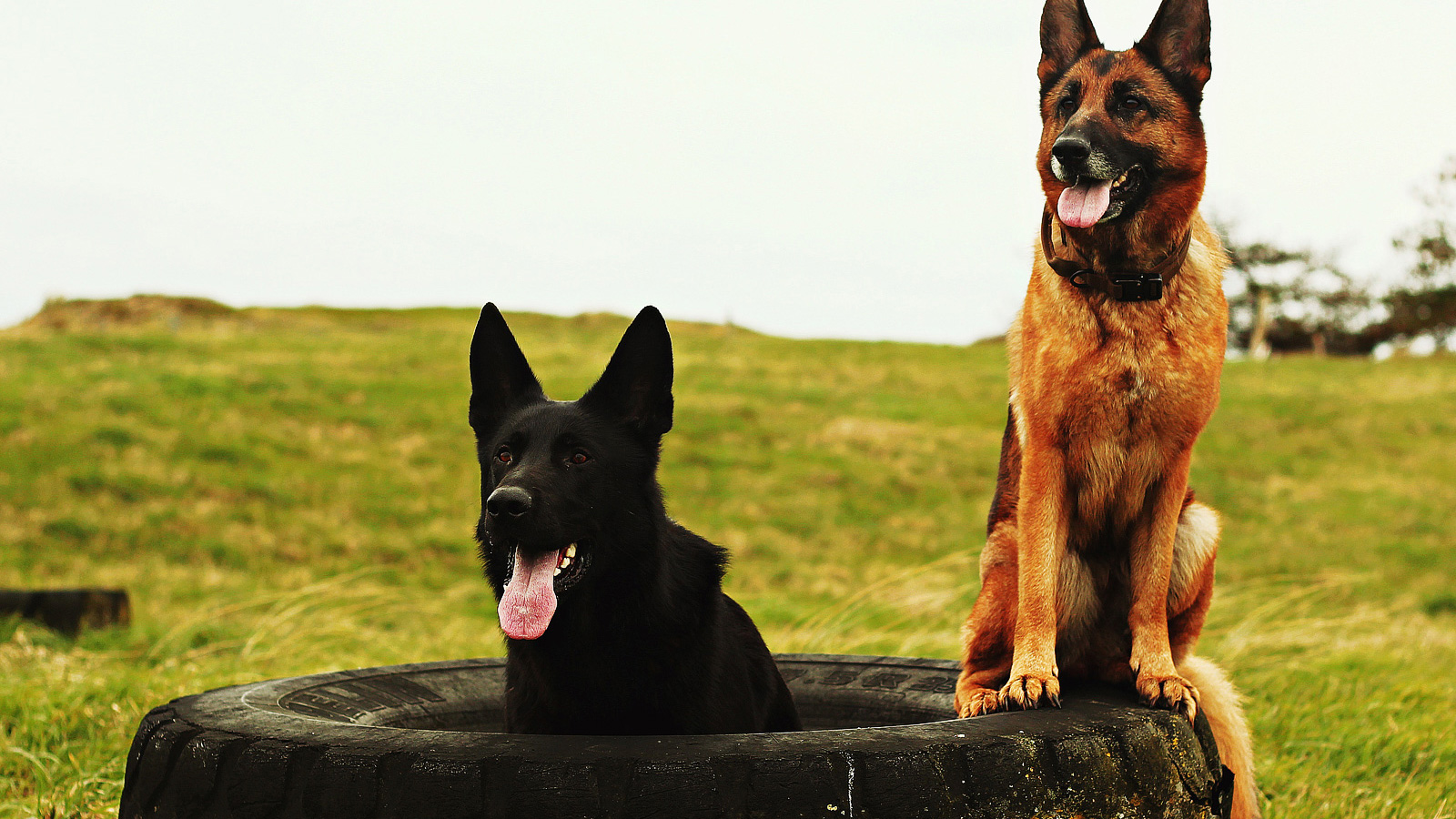 Cours collectif éducation canine dans la Manche