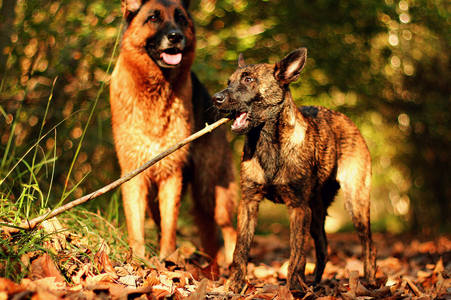 Éduquer mon chien : en combien de temps ?