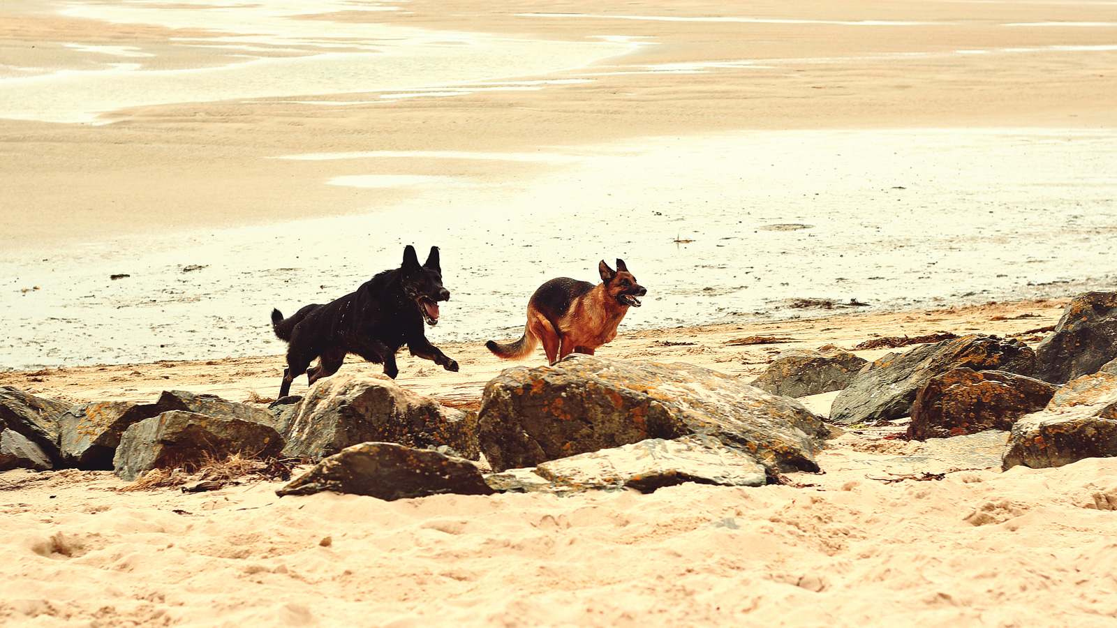Pet Sitting dans la Manche