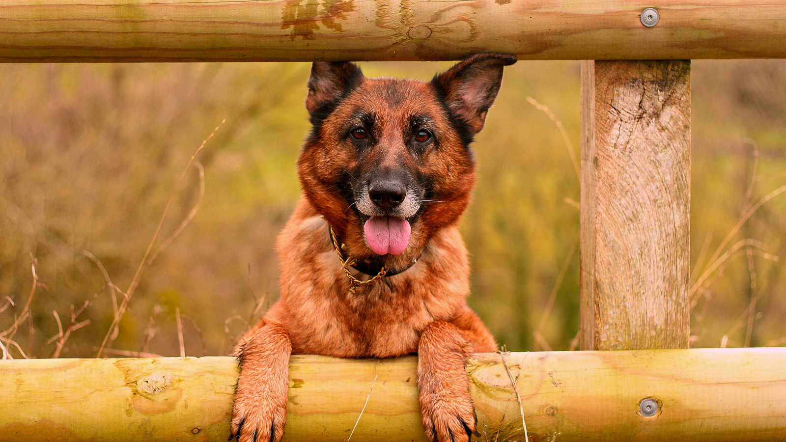 Petsitting à Montmartin-sur-mer
