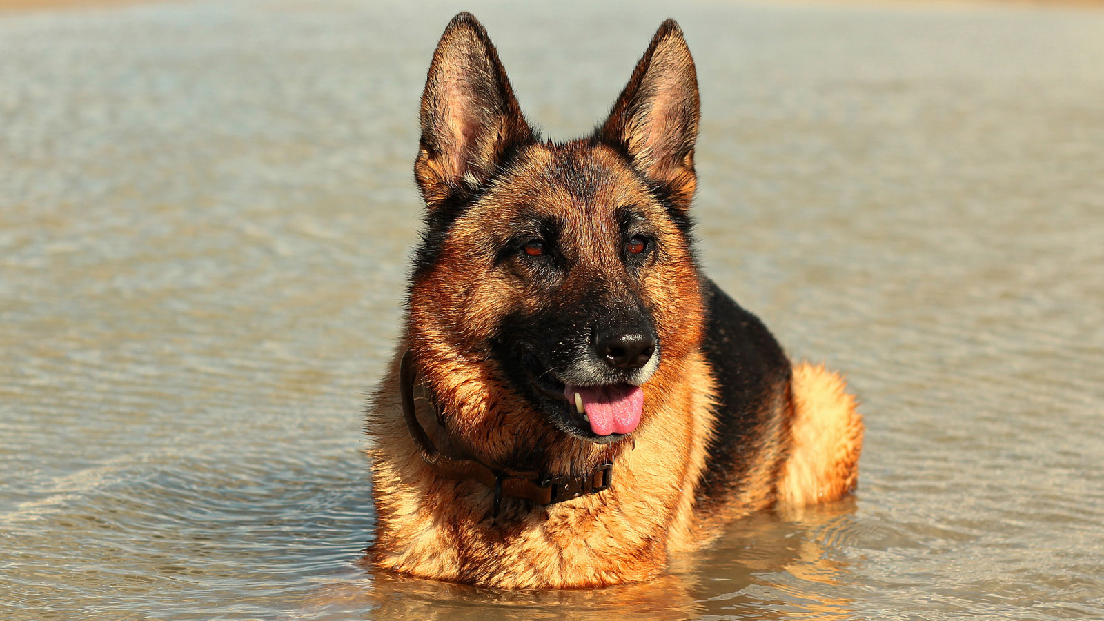 Randonnées canines éducatives à la plage dans la Manche